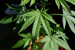 Marijuana Marijuana